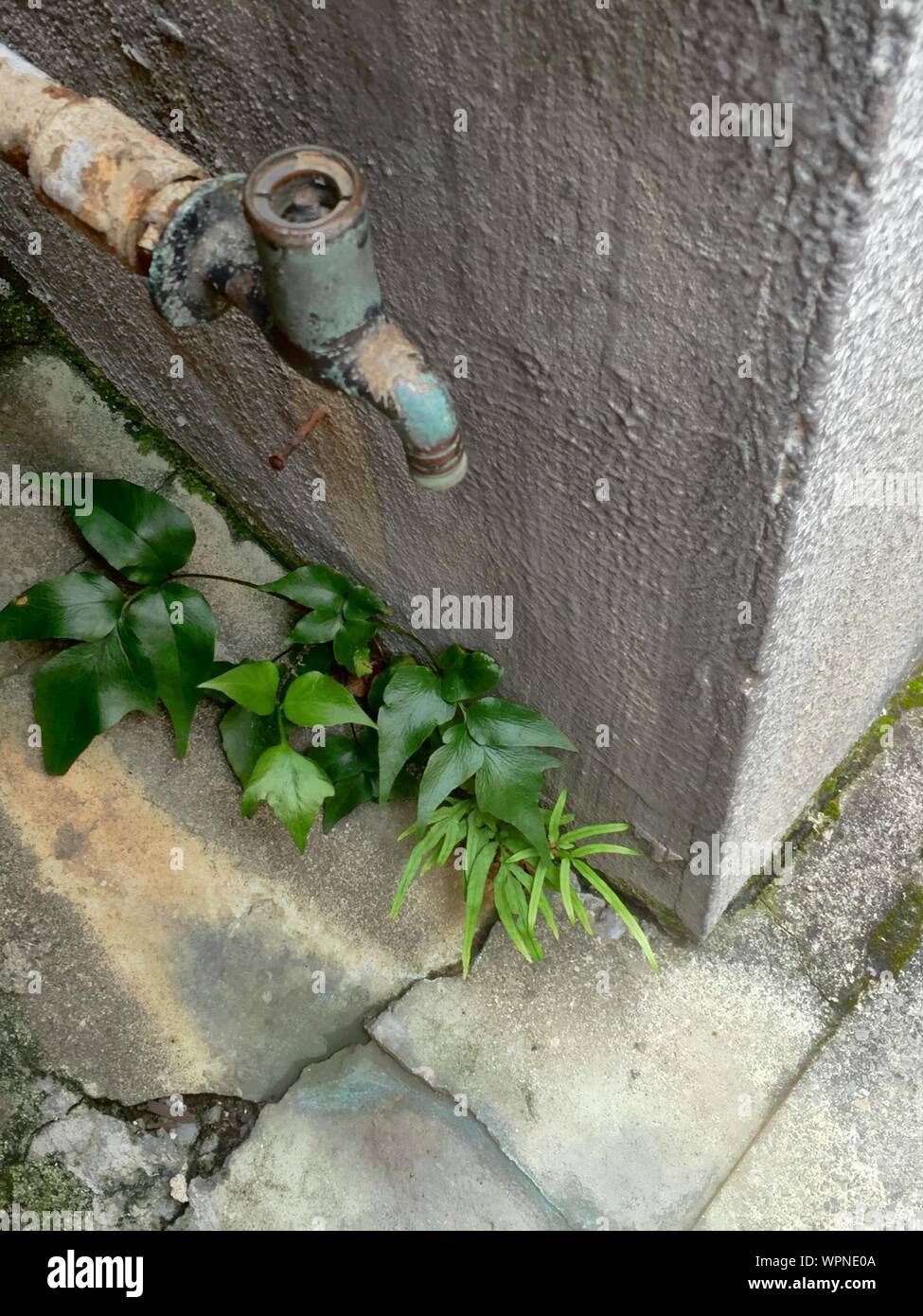 Growing Out Of Concrete High Resolution Stock Photography and Images ...