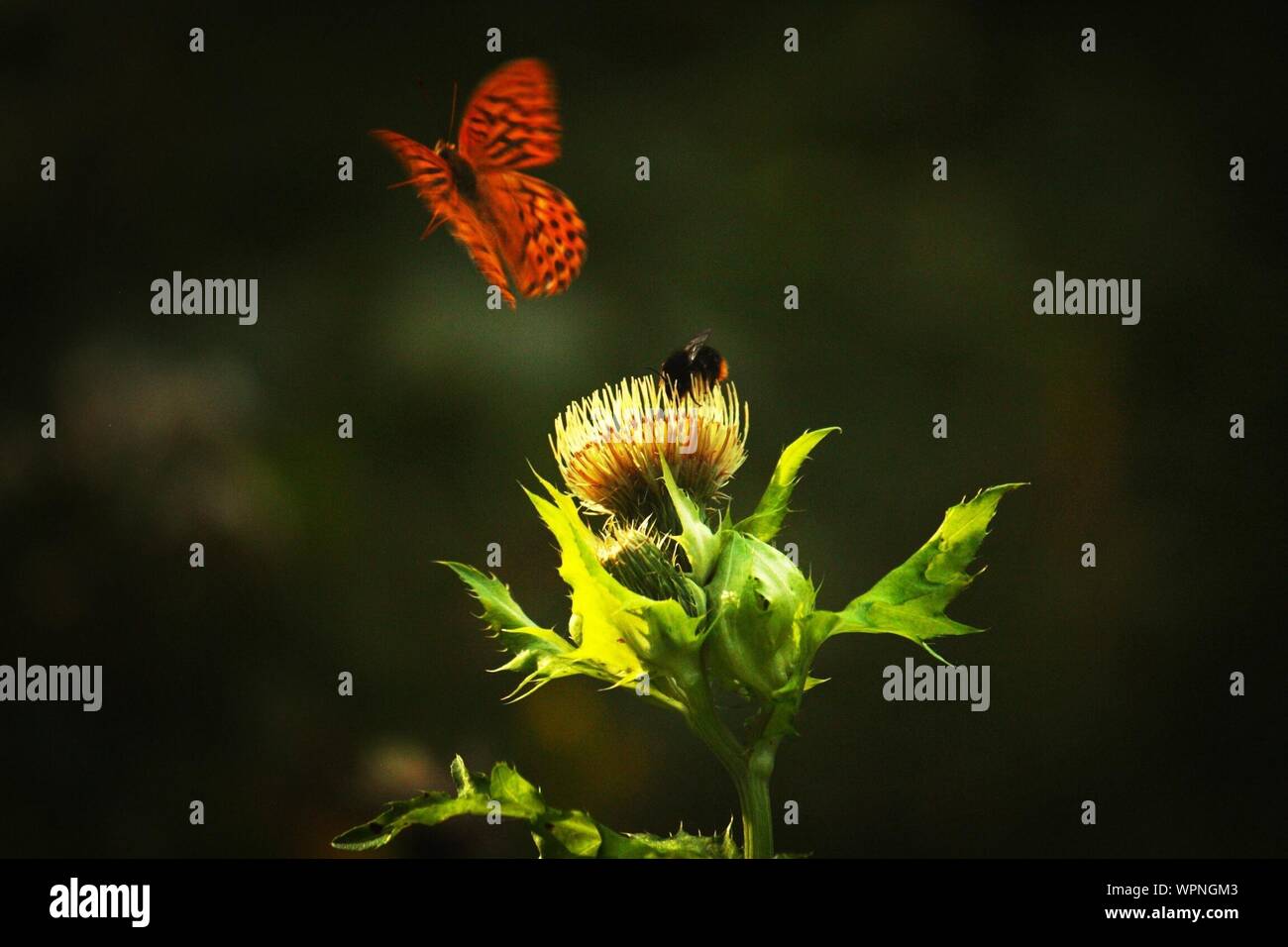 Insects flying around hires stock photography and images Alamy