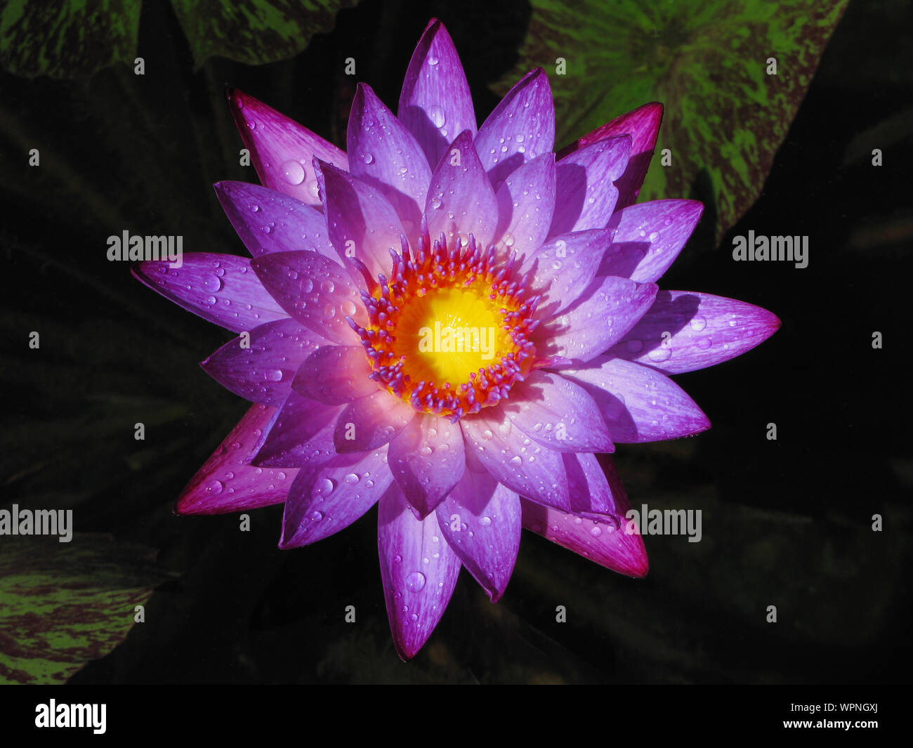 Hardy water lily hires stock photography and images Alamy