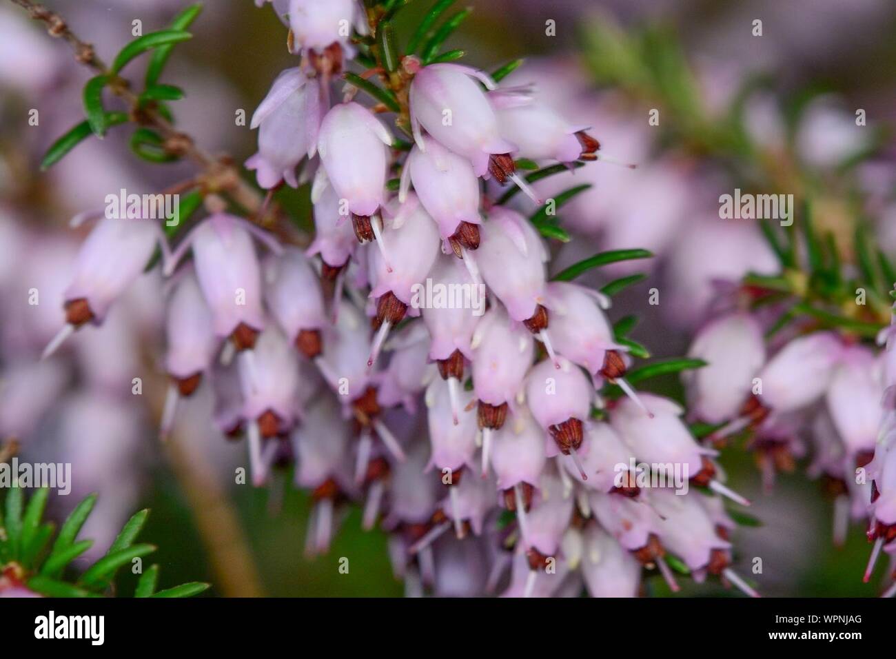 Close-up Of Heather Flowers In Park Stock Photo