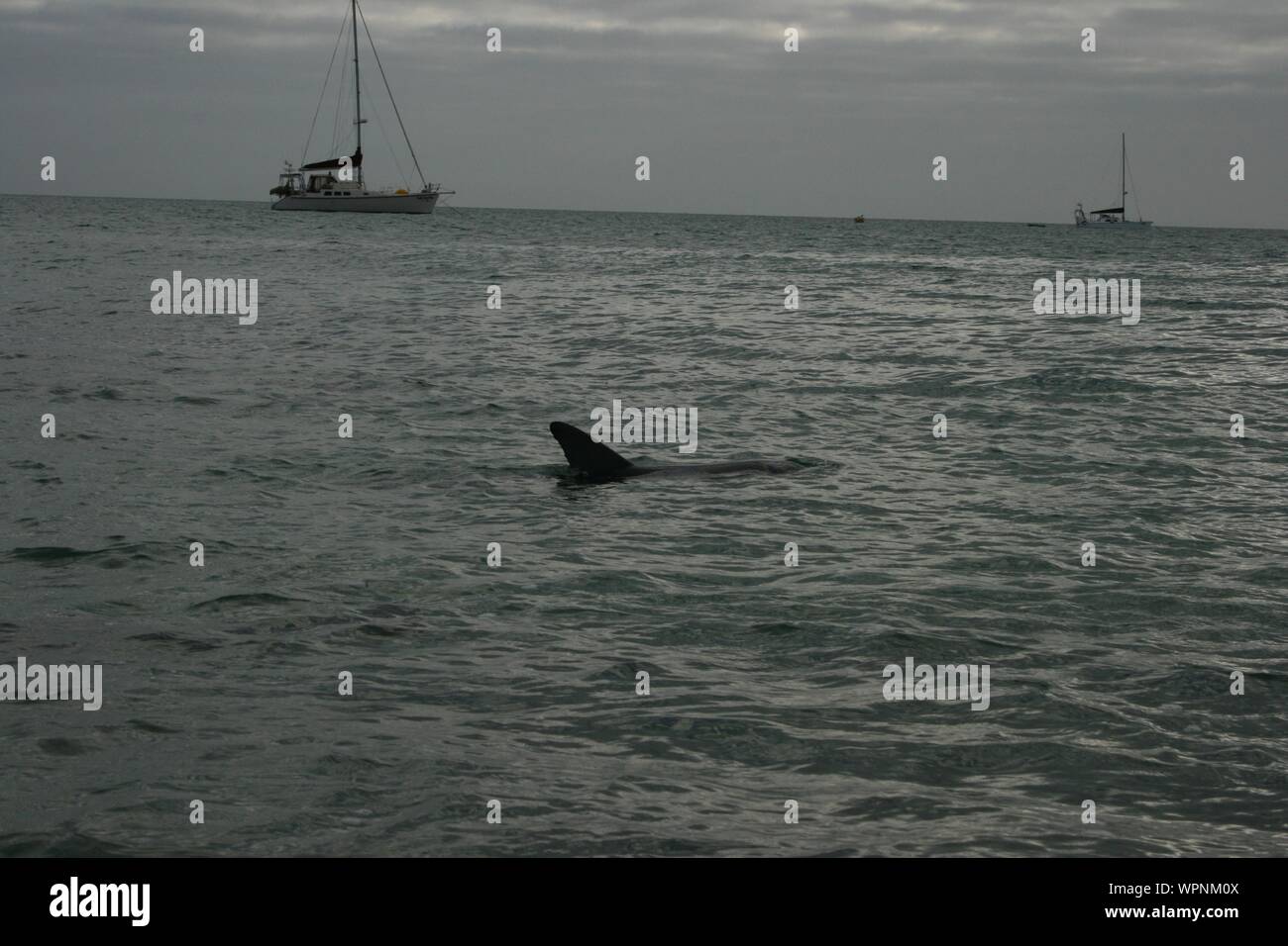 Sailing and Dolphin watching at Shark Bay, Monkey Mia, Western Australia Stock Photo