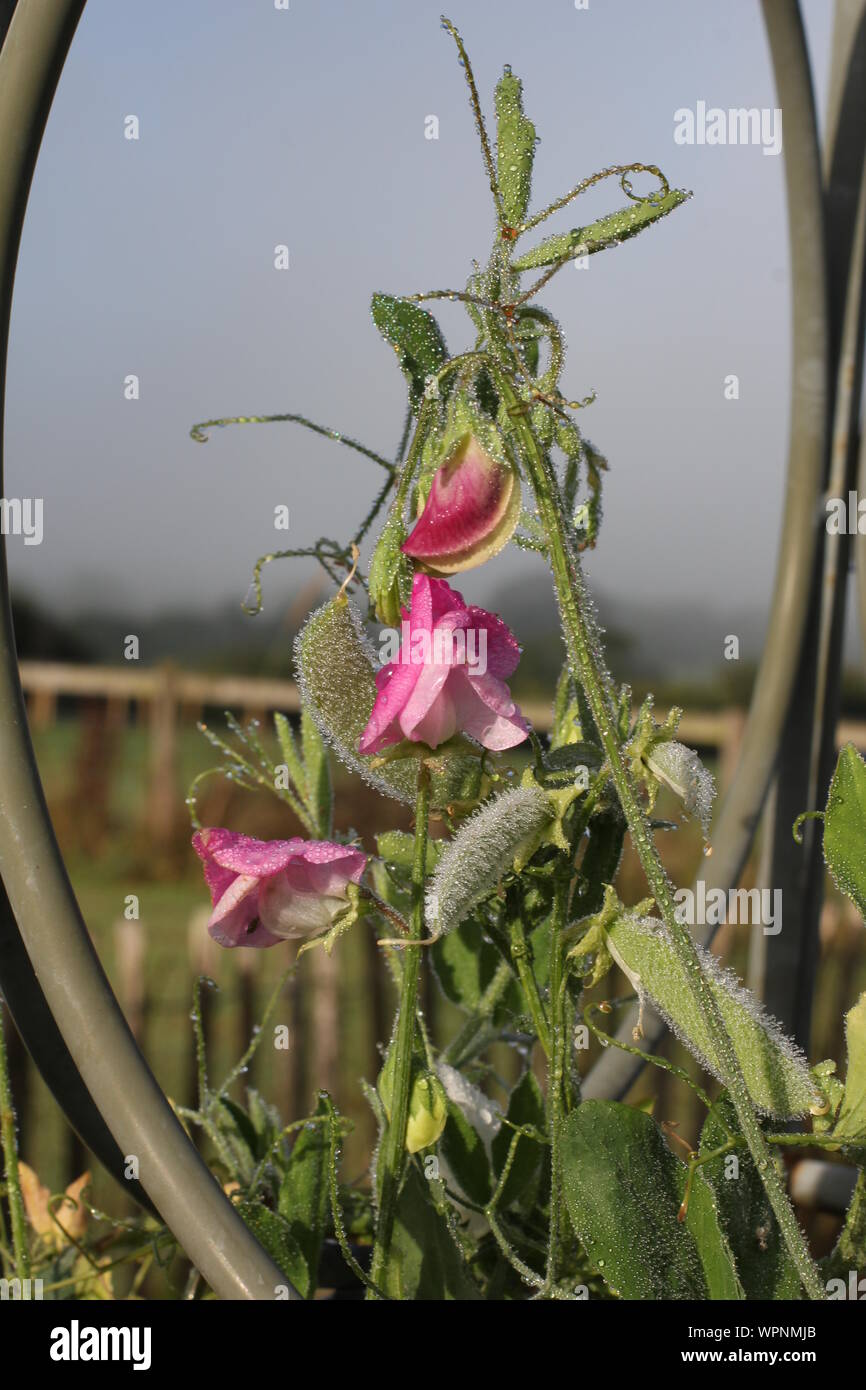 Pretty early morning sweet peas glistening in the sunshine, growing around a circular haxnicks growing frame Stock Photo