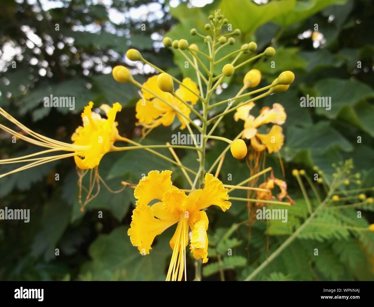 Close Up Of Yellow Pride Of Barbados Flowers Stock Photo Alamy Close Up Of Yellow Pride Of Barbados Flowers Stock Photo Alamy