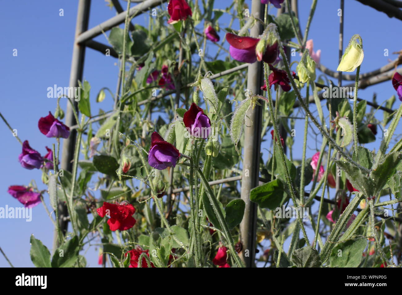 Sweet peas growing through a Haxnicks plant frame - support. sweetpeas growing through a metal frame landscape 2 Stock Photo