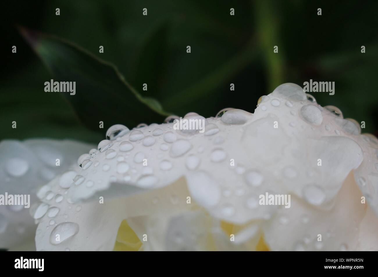 Macro Shot Of Rain Drops On White Petal Flower Stock Photo