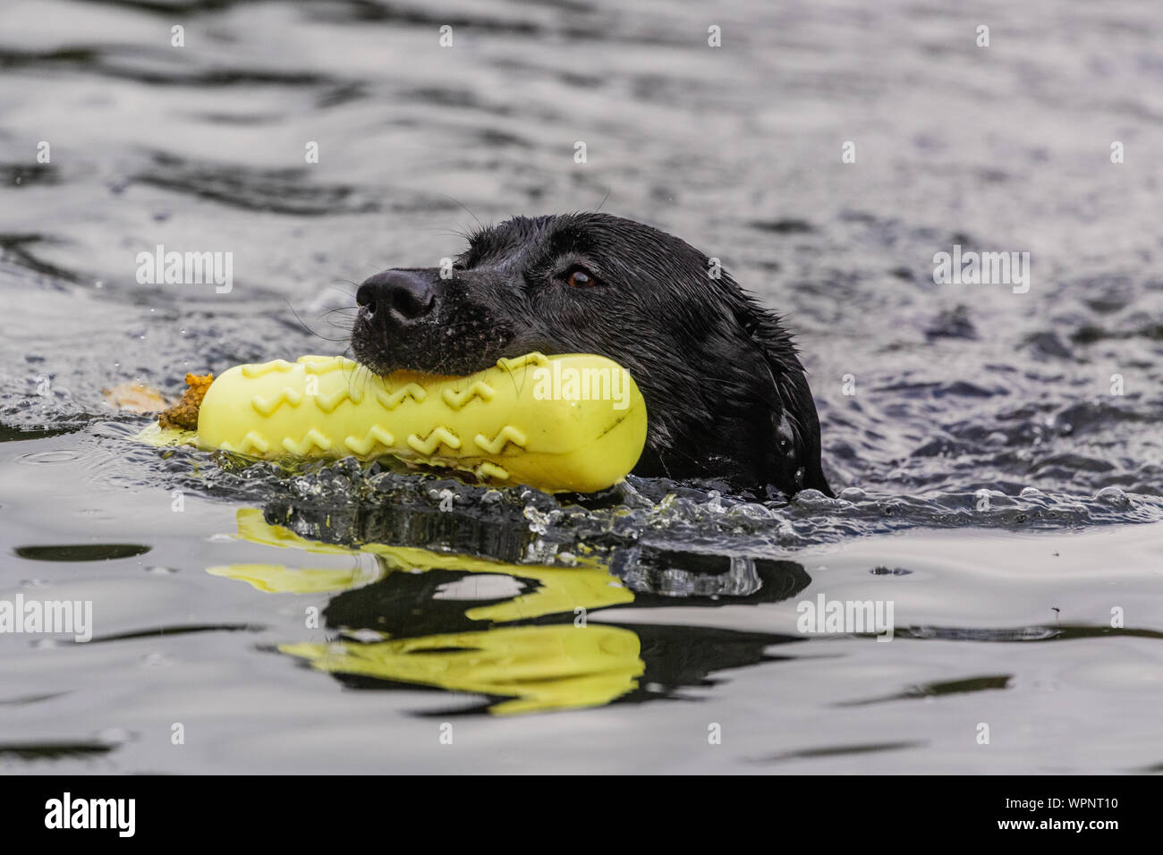 A black Labrador retriever swimming in fresh water carrying a gundog