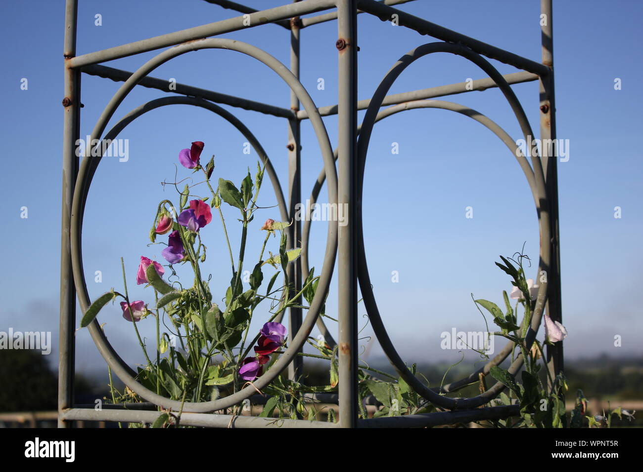 Sweet peas growing through a Haxnicks plant frame - support. sweetpeas growing through a metal frame landscape Stock Photo