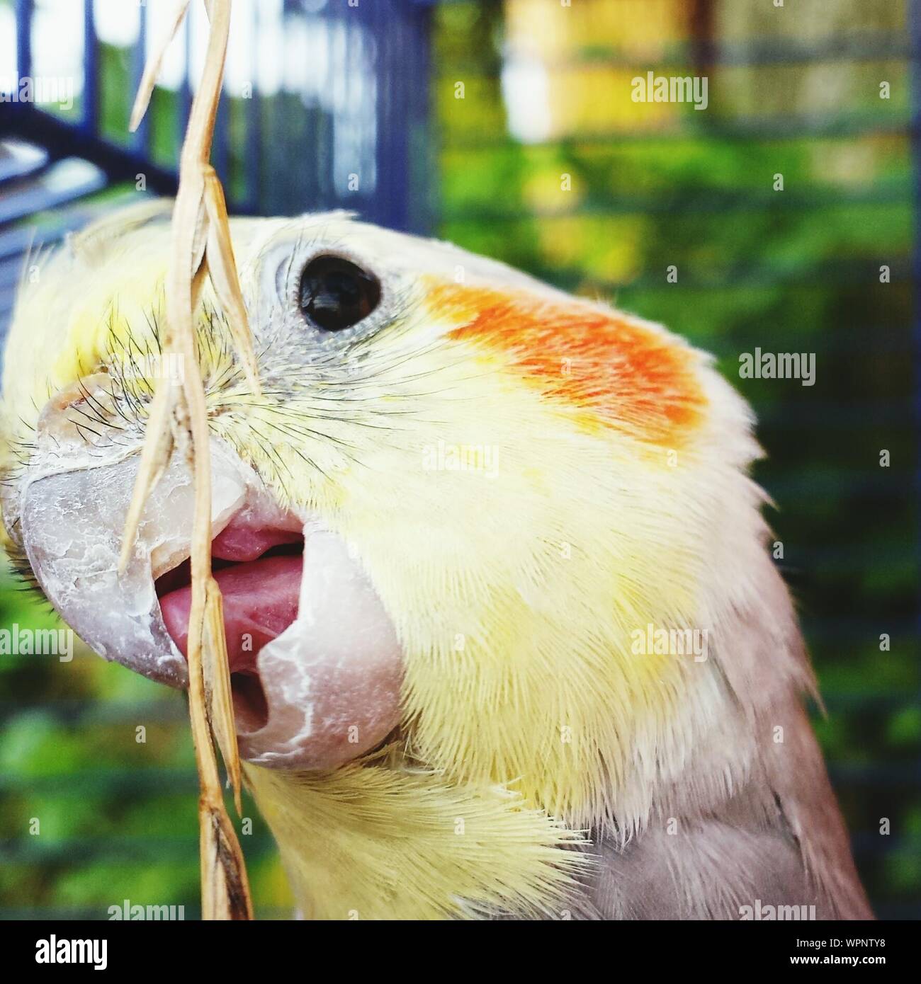 Parrot open mouth hires stock photography and images Alamy