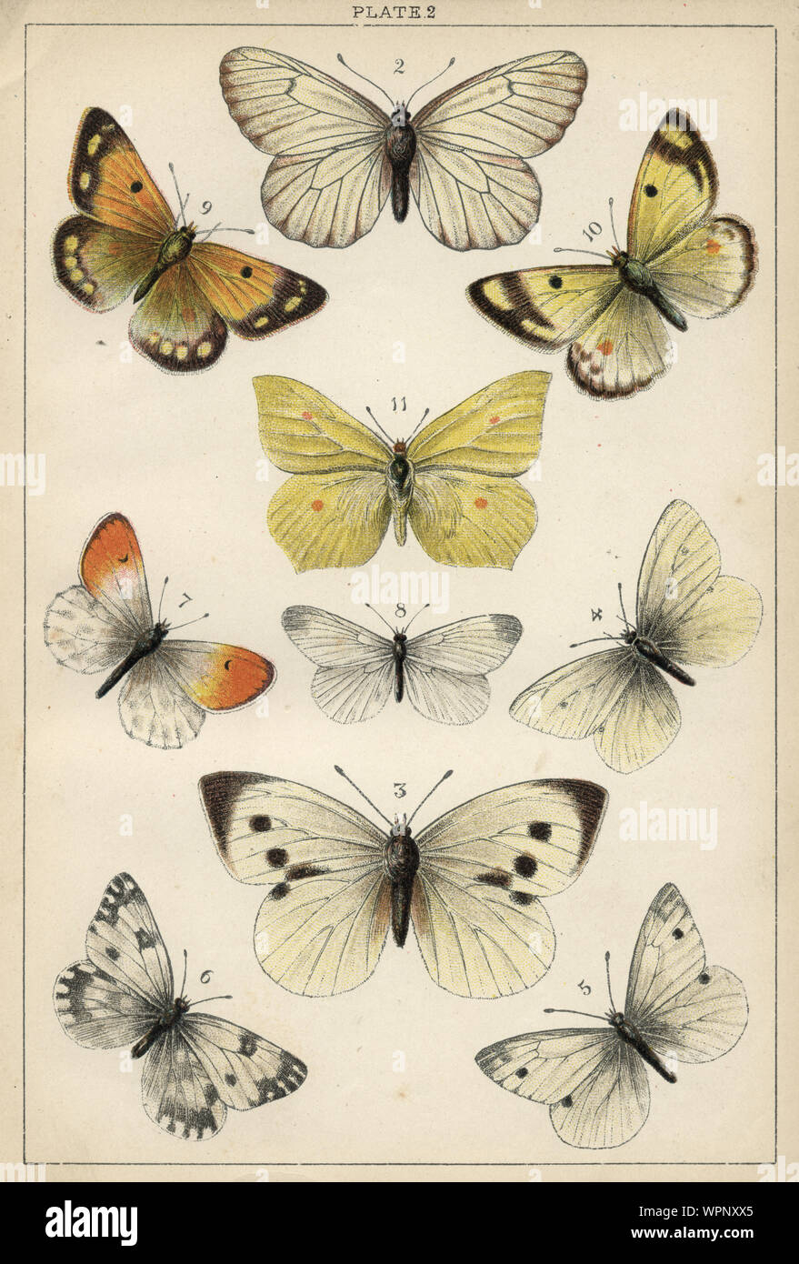 Vintage engraving of Butterflies. 2. Black veined white, 3. Large white, 4. Small white, 5. Green veined white, 6. Bath white, 7. Irange Tip, 8. Wood white, 9. Clouded yellow, 10. Pale clouded yellow, 11. Brimstone. Our Country's Butterflies and Moths and how to Know Them: A Guide to the Lepidoptera of Great Britain Stock Photo