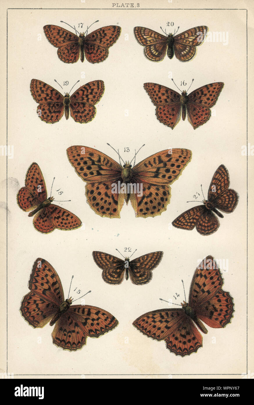 Vintage engraving of Butterflies. 13. Silver washed Fritillary, 14. Dark green Fritillary, 15, High brown Fritillary, 16. Queen of spain Fritillary, 17. Small pearl bordered Fritillary, 18. Pearl border Fritillary, 19. Weaver's Fritillary, 20. Greasy Fritillary, 21. Glanville Fritillary, 22. heath Fritillary. Our Country's Butterflies and Moths and how to Know Them: A Guide to the Lepidoptera of Great Britain Stock Photo