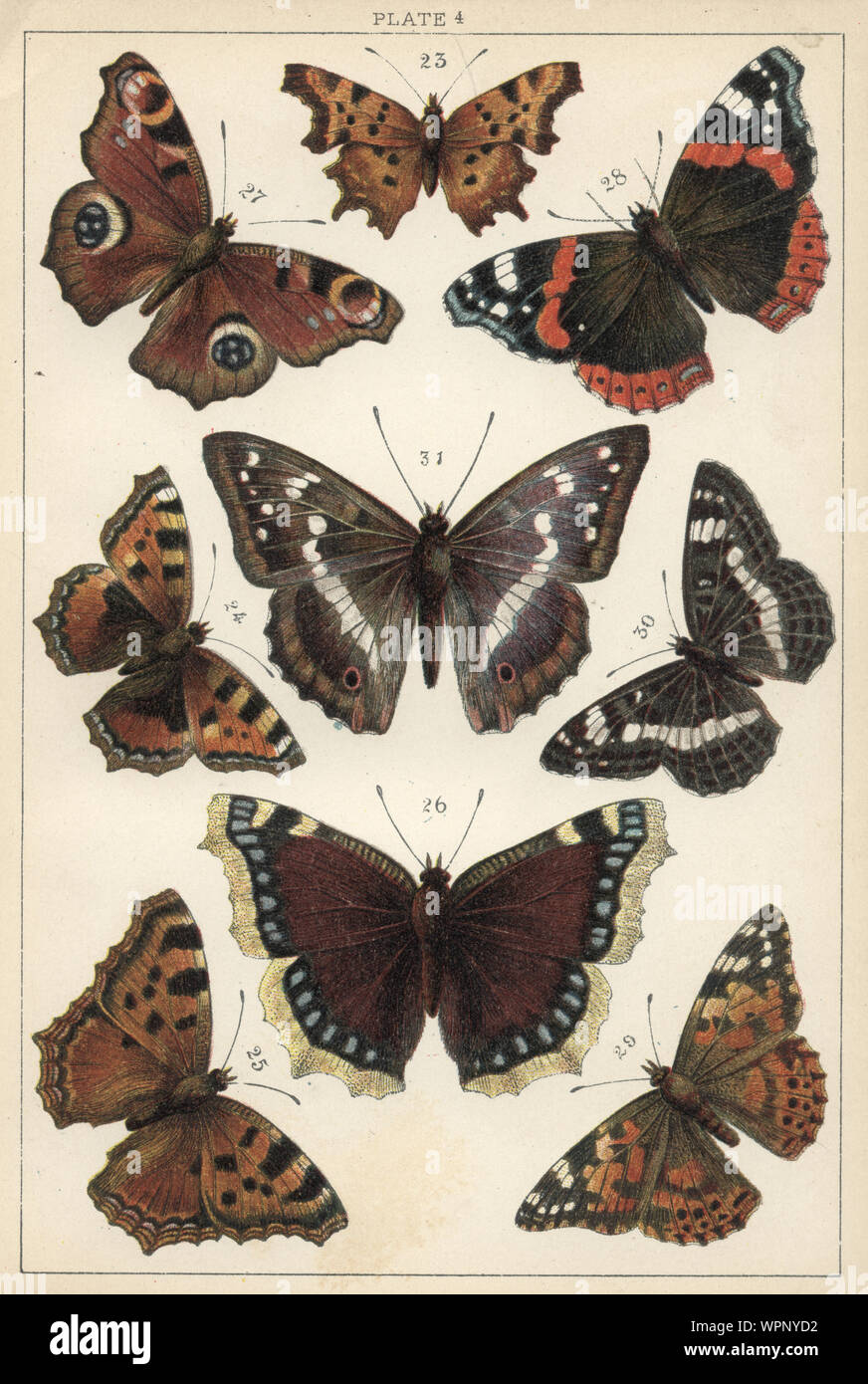 Vintage engraving of Butterflies. 23. Comma, 24. Small tortoiseshell, 25. large tortiseshell, 26. Camberwell beauty, 27. Peacock, 28. Red admiral, 29. Painted lady, 30. White admiral, 31. Purple emperor. Our Country's Butterflies and Moths and how to Know Them: A Guide to the Lepidoptera of Great Britain Stock Photo