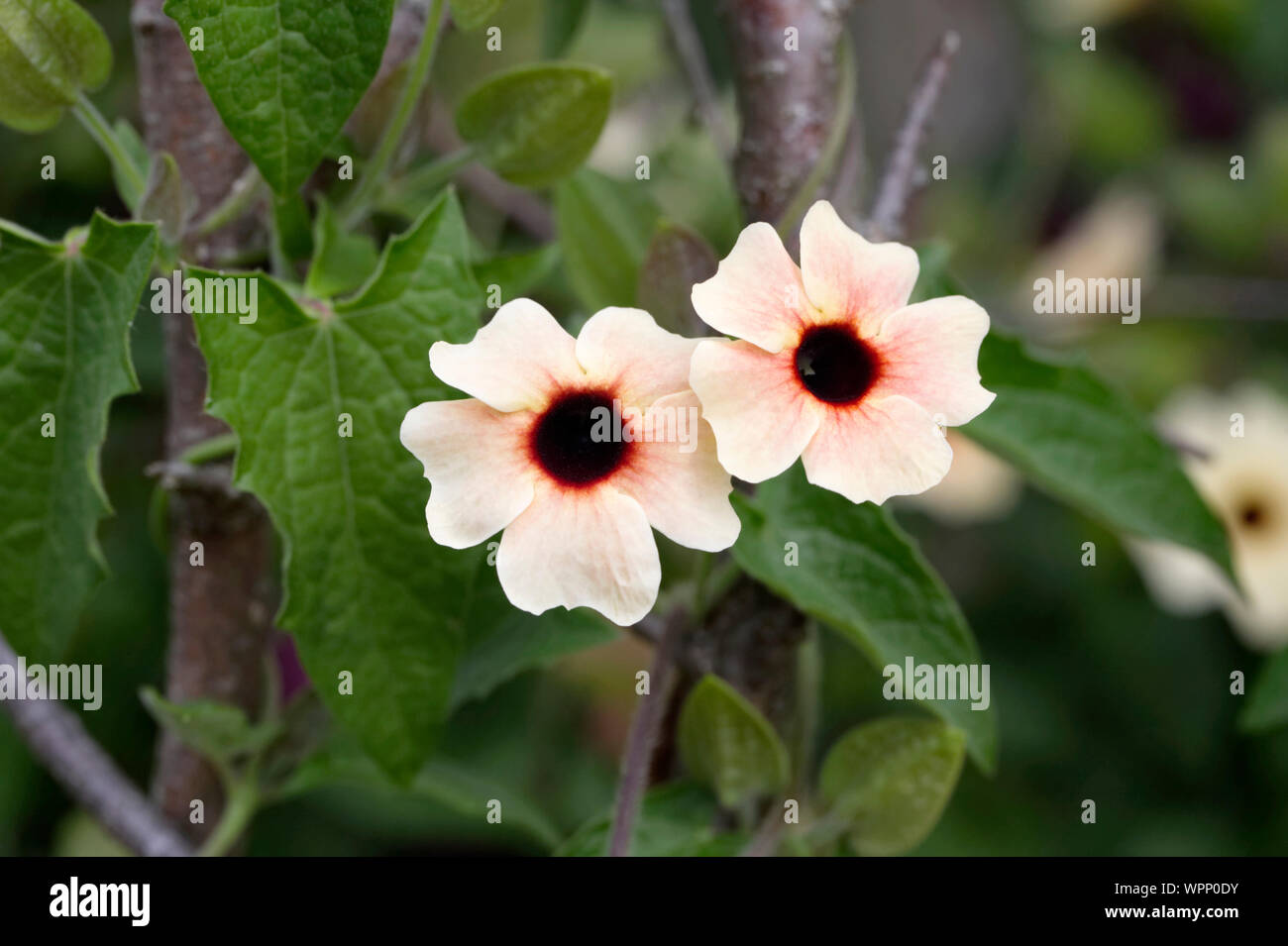 Thunbergia alata flower Stock Photo