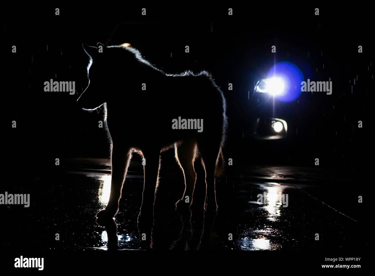 Silhouette Of Stray Dog Getting Wet In Rain Stock Photo Alamy