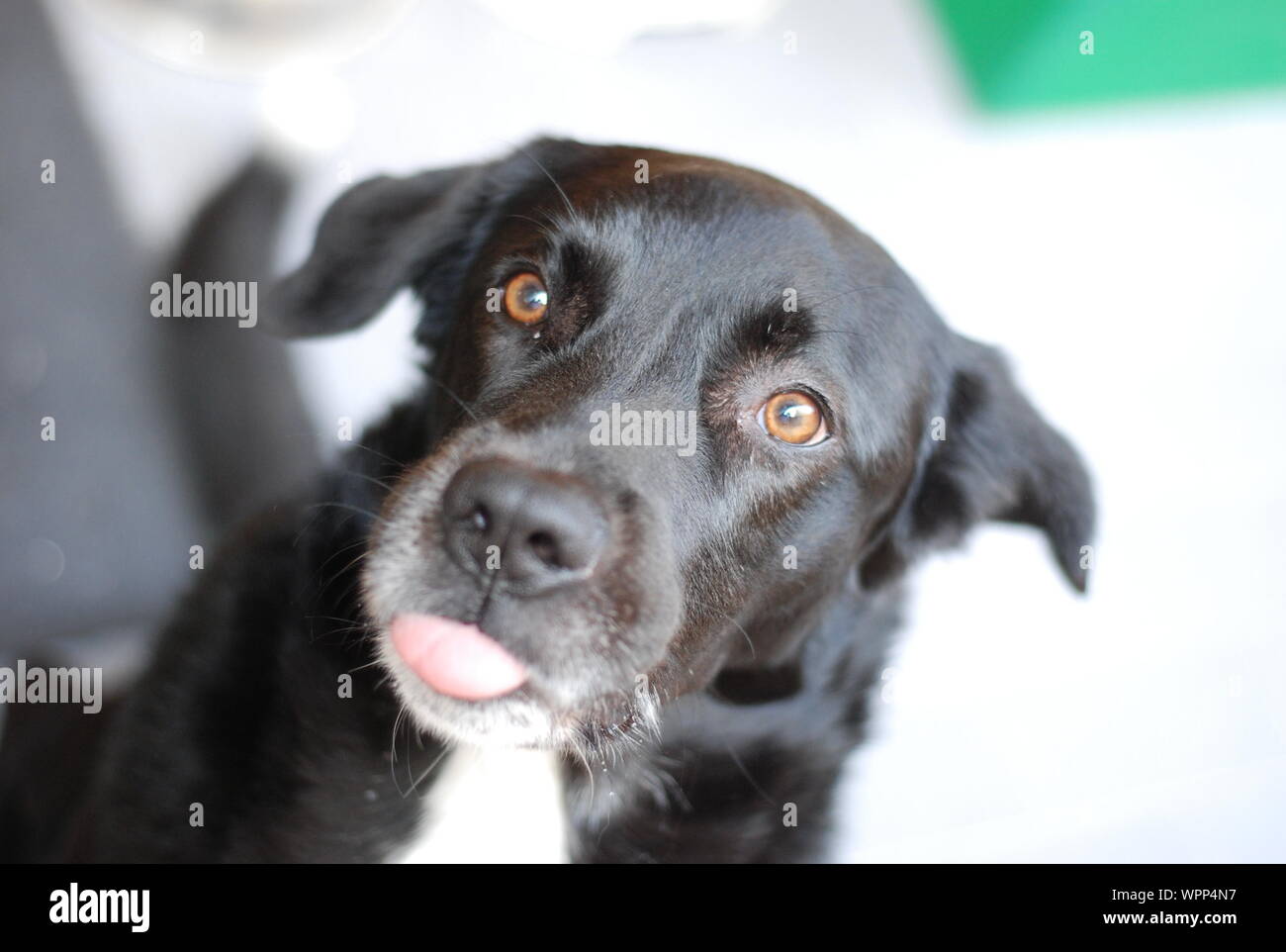 Close-up Of Dog Looking Shocked Stock Photo
