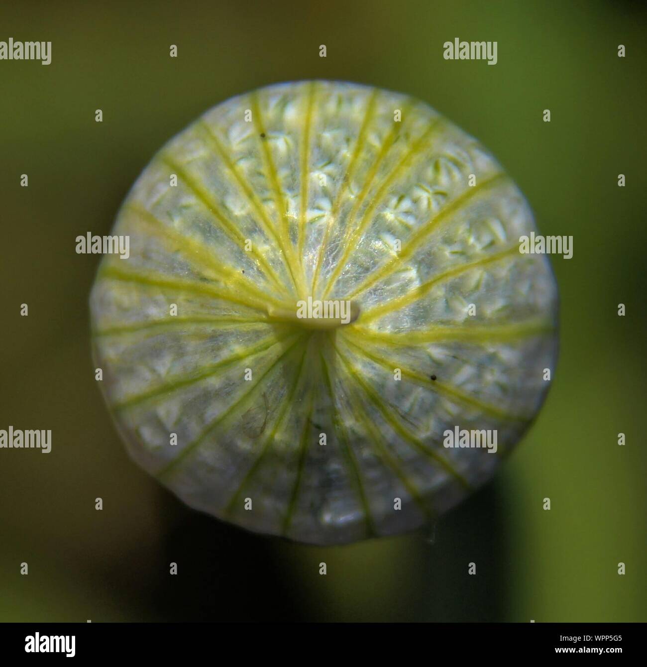 Close-up Of Onion Flower Bud Growing In Field Stock Photo