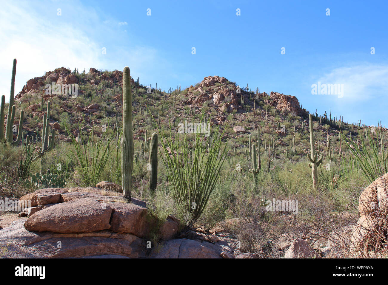 A desert mountainside landscape with Saguaro Cacti, Prickly Pear, Ocotillo, Palo Verde trees and scrub brush in Saguaro National Park, Tucson, Arizona Stock Photo