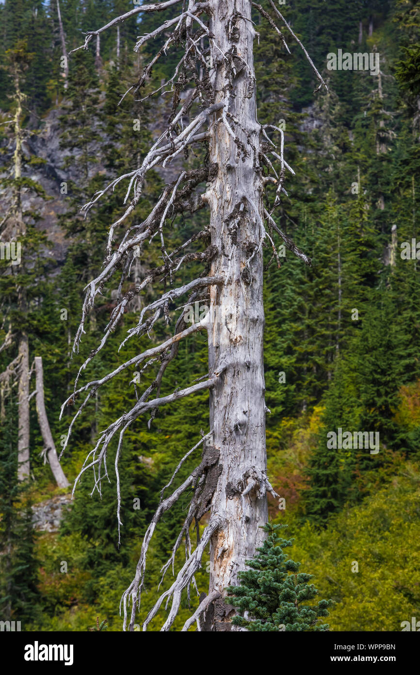 Massive dead conifer tree along the Snow Lake Trail leading into the
