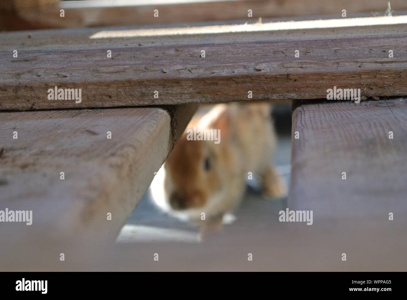 Rabbit Under Boardwalk Stock Photo Alamy