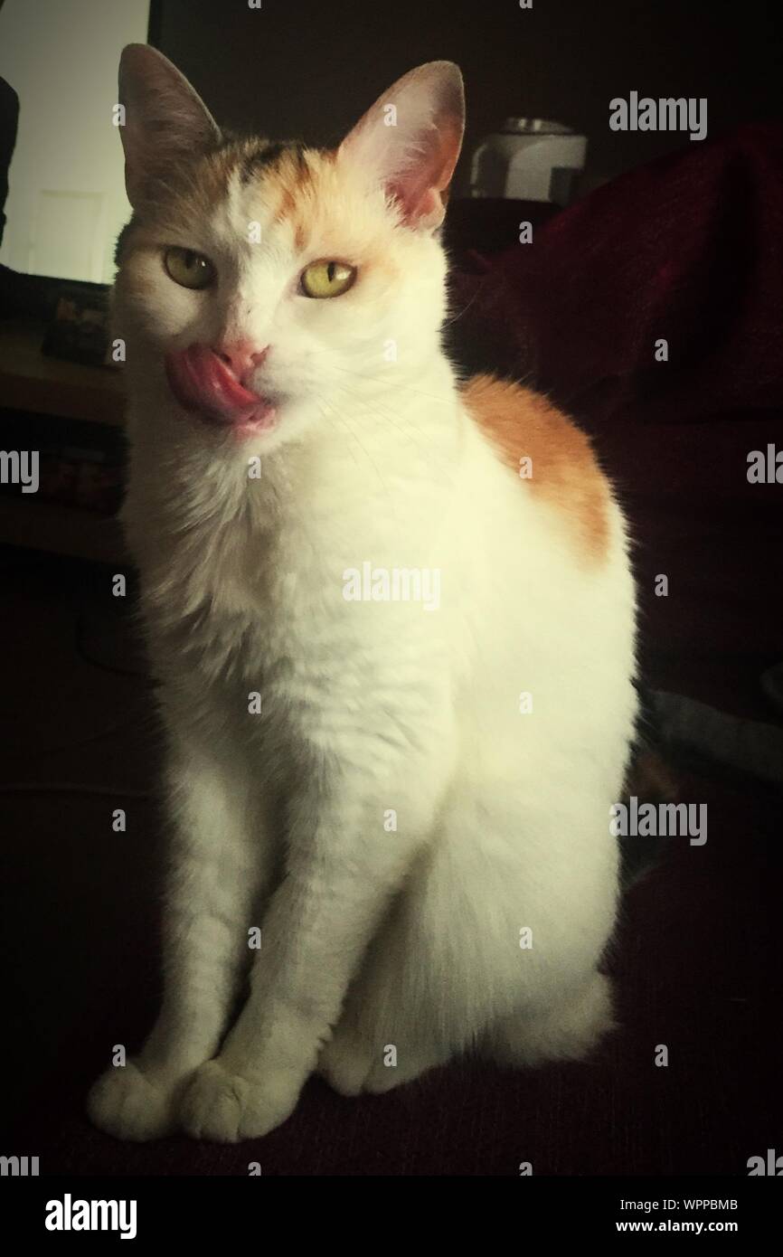 Licking nose hires stock photography and images Alamy