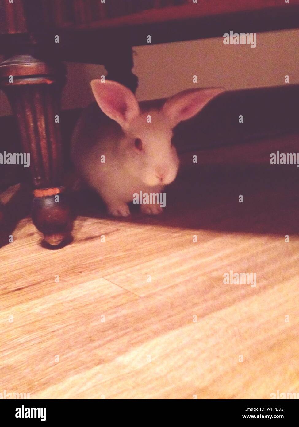 Rabbit Hiding High Resolution Stock Photography and Images Alamy