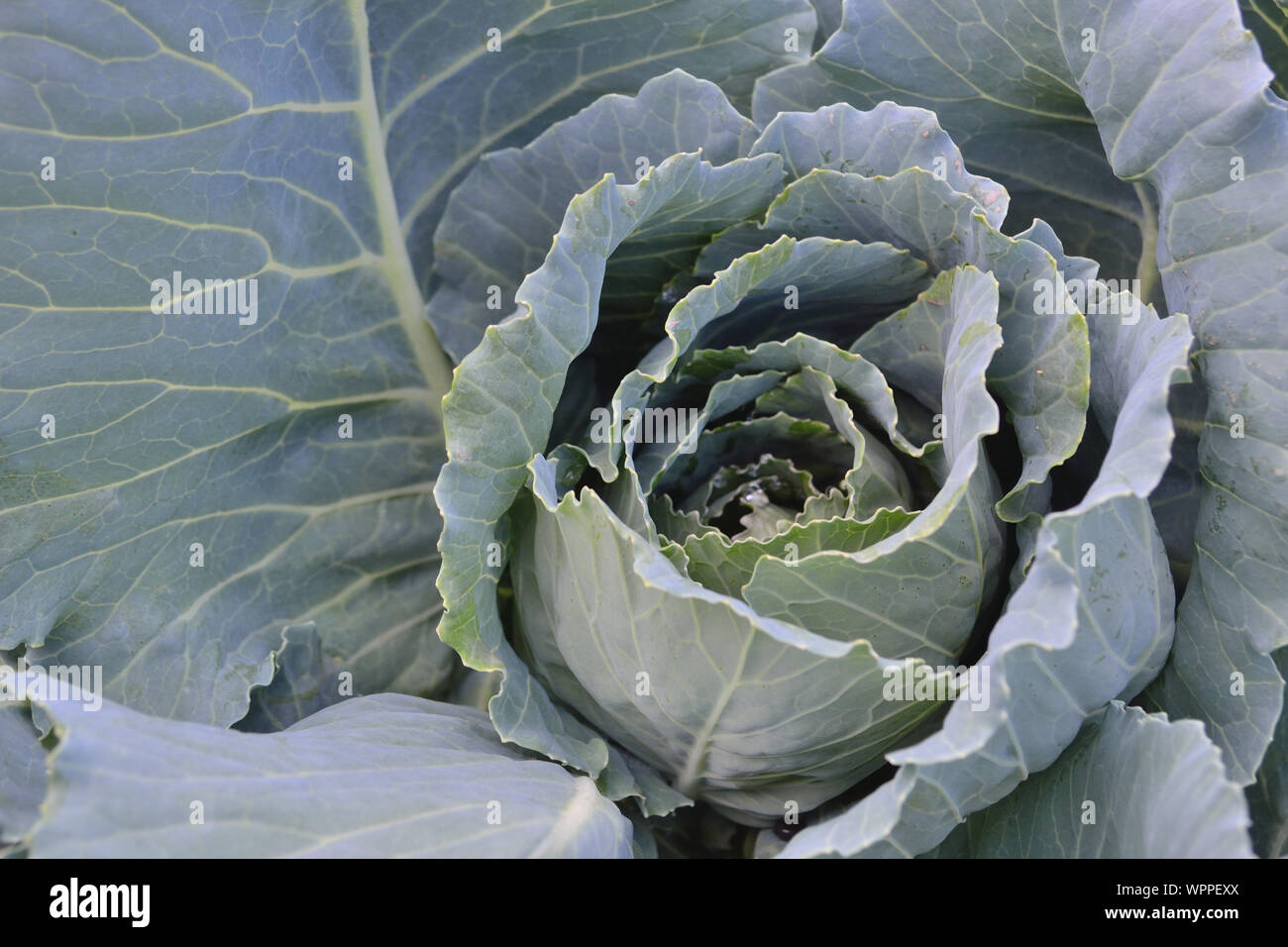 Green cabbage growing in a field, close up Stock Photo