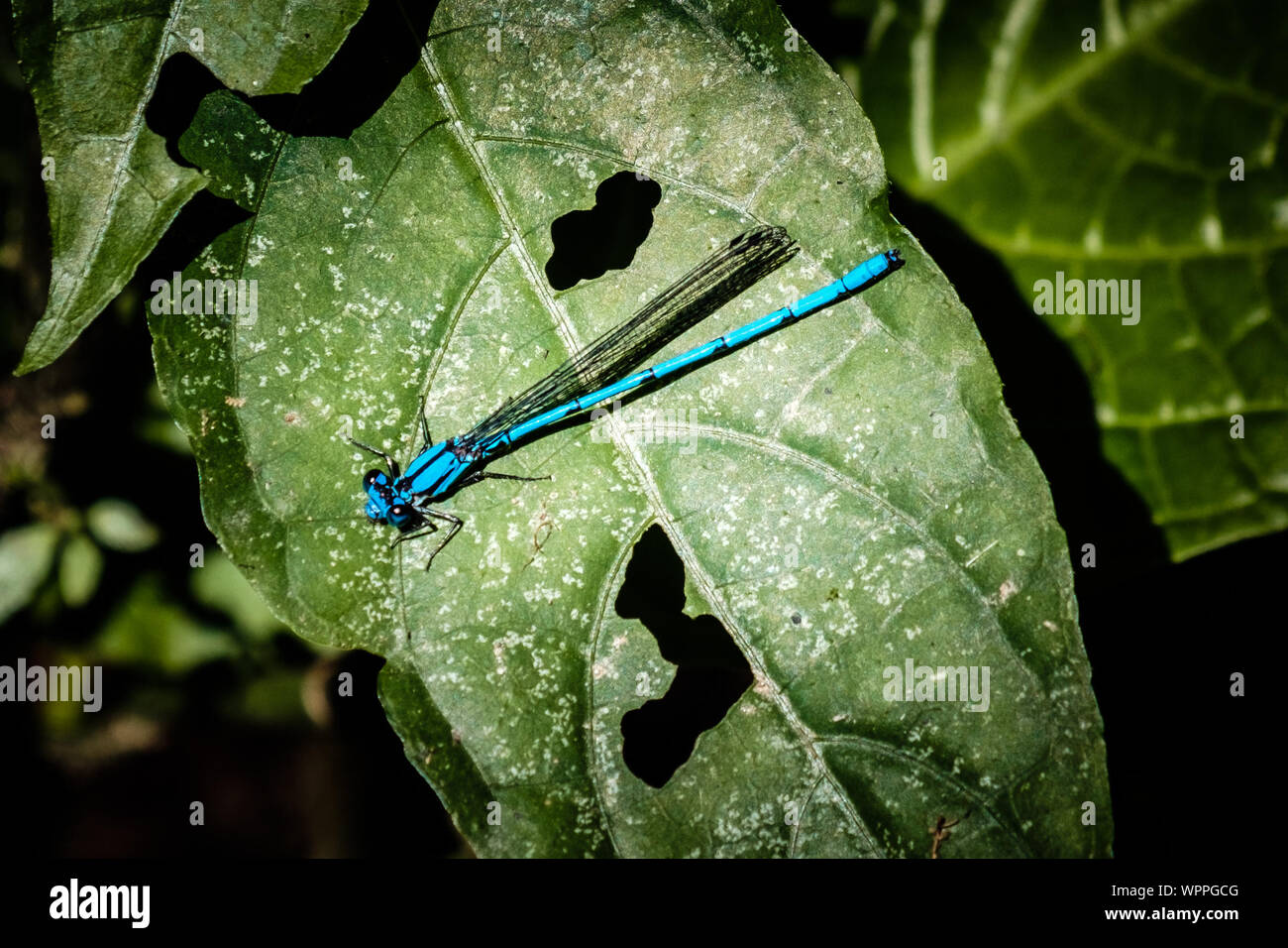 Dragonfly costa rica blue hi-res stock photography and images - Alamy