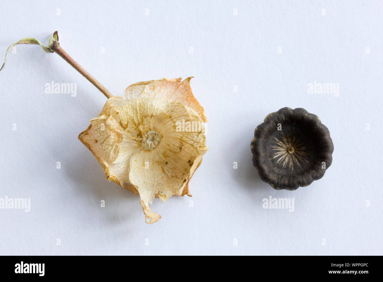 Lavatera. Seed pods. Stock Photo