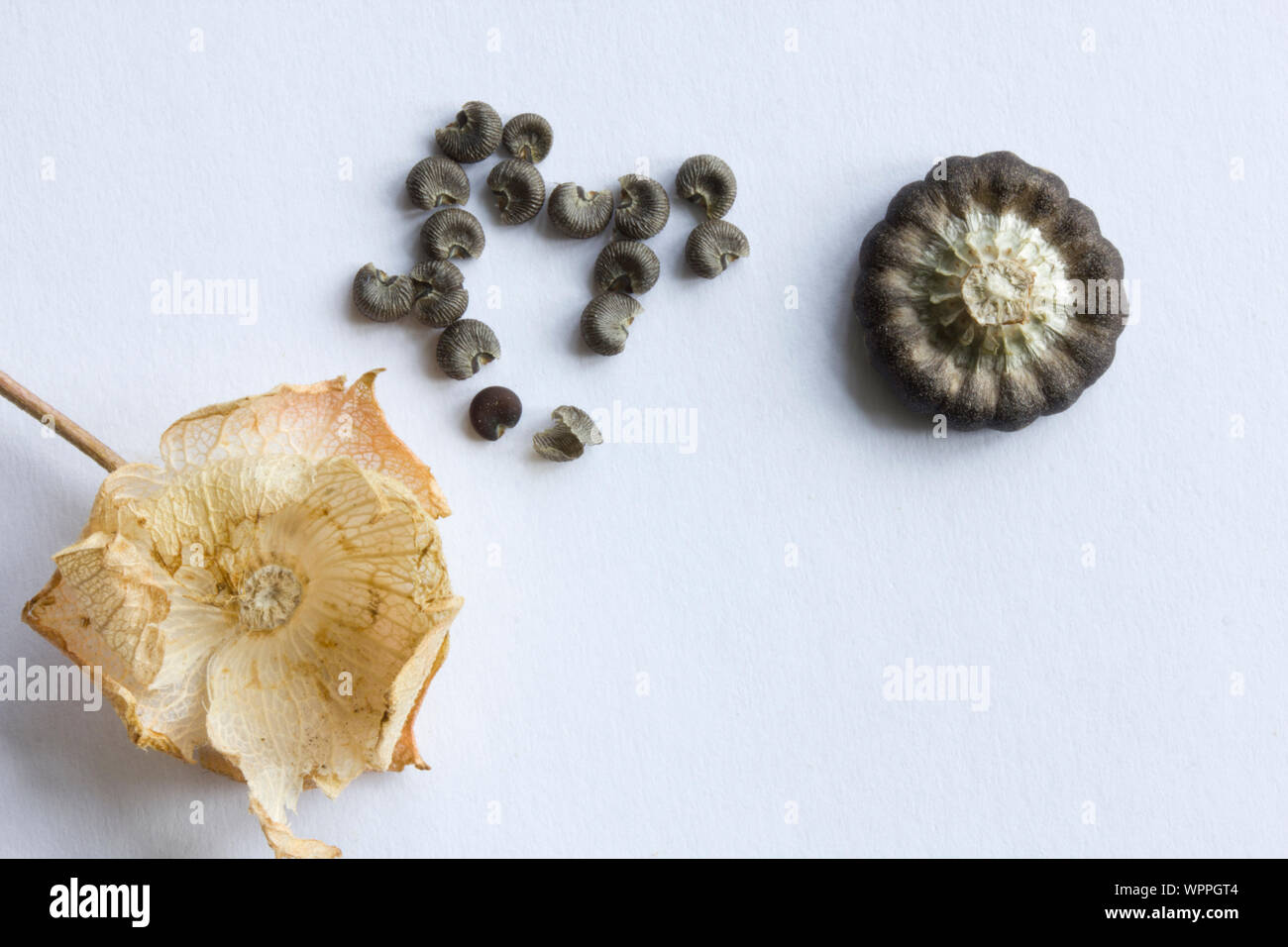 Lavatera. Seed pods. Stock Photo