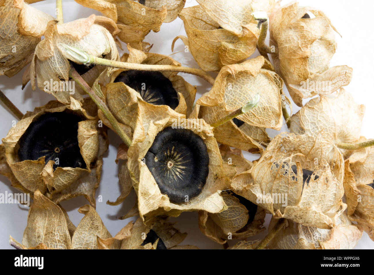 Lavatera.Seed pods. Stock Photo