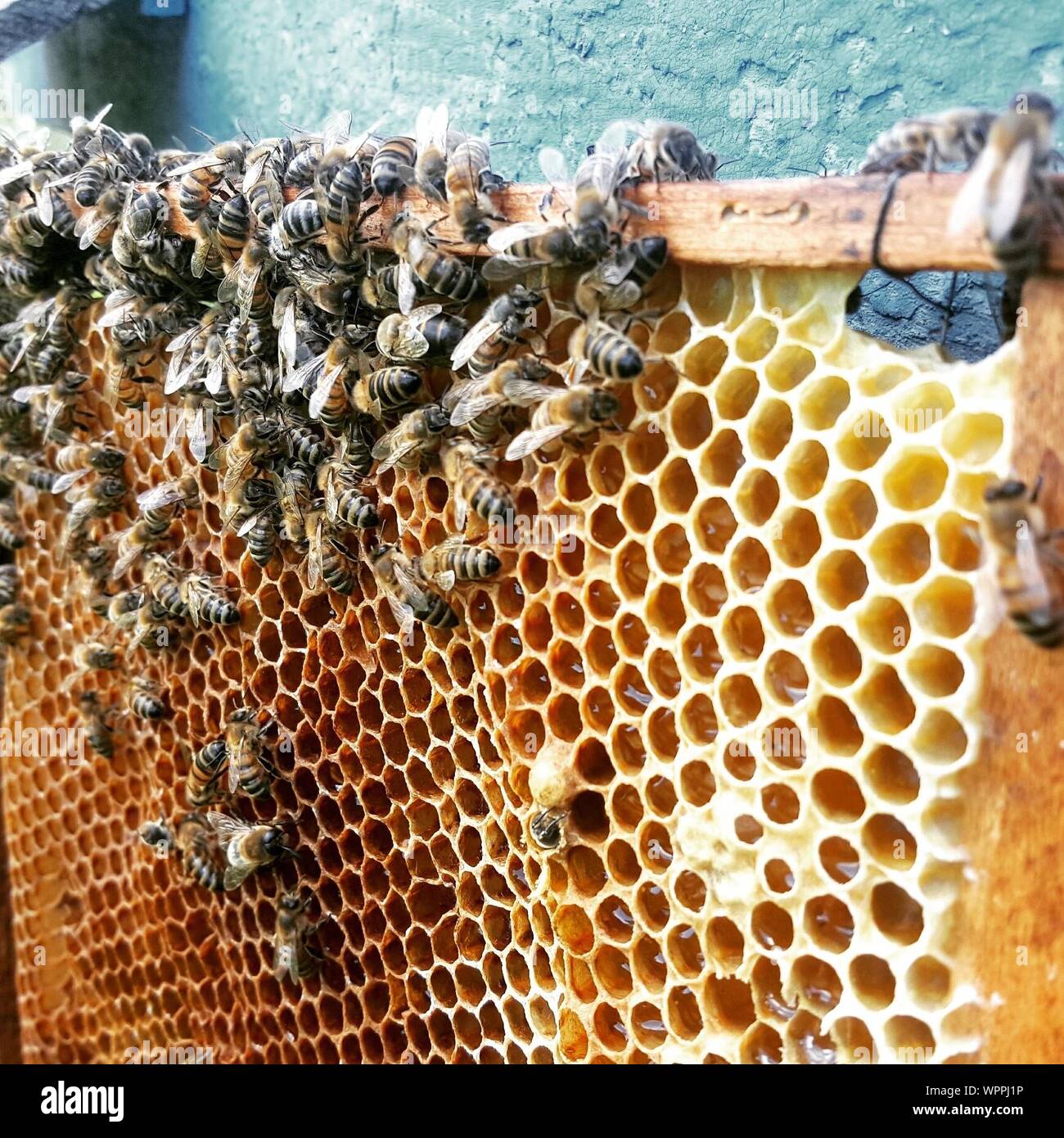 Close up bees and honeycomb hi-res stock photography and images - Alamy