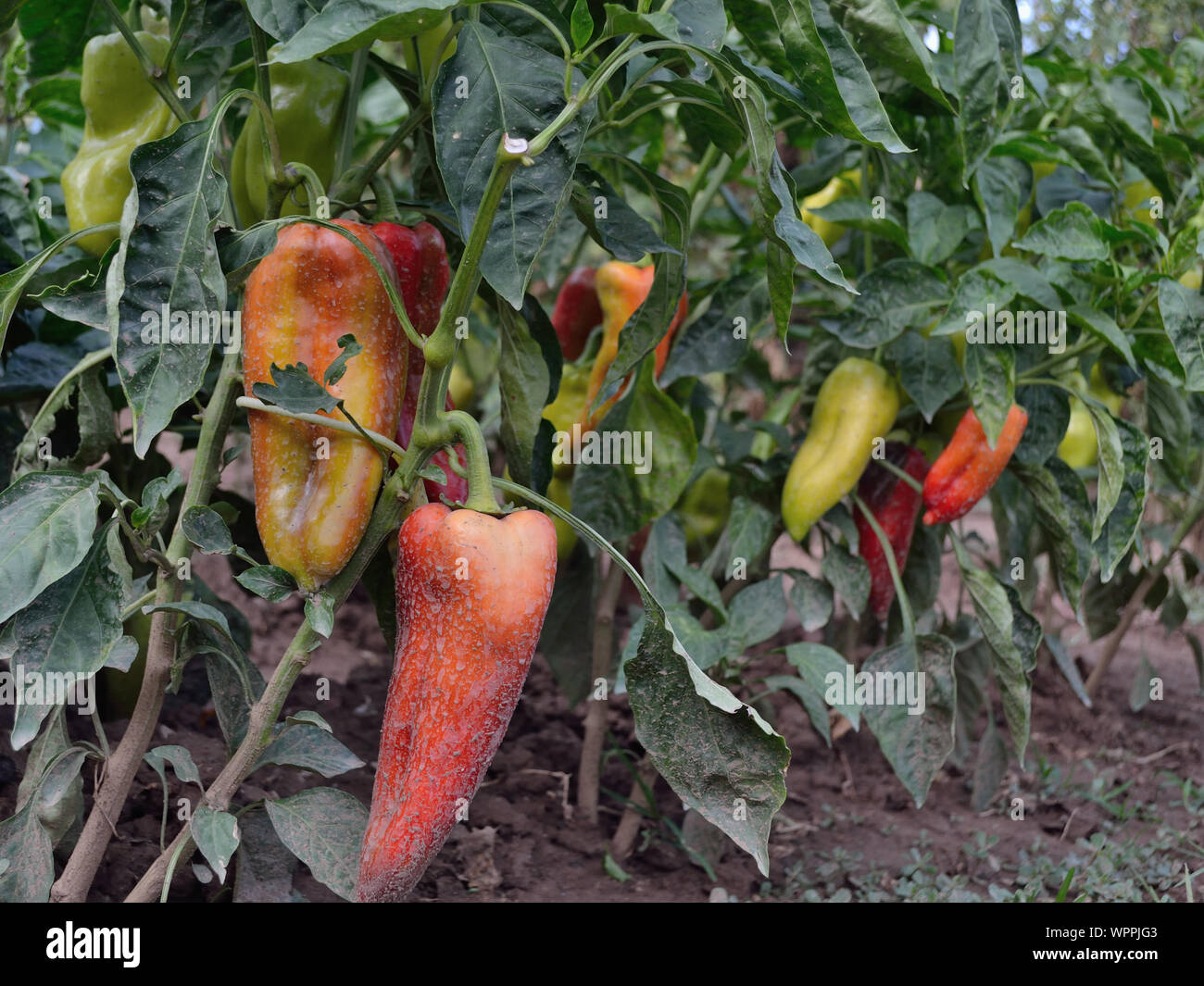 Bell pepper plants in the garden Stock Photo Alamy