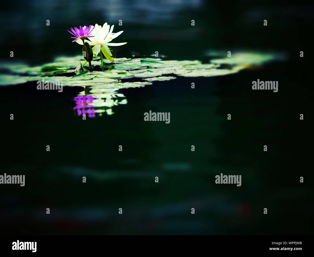 Water Lilies Blooming In Lake Stock Photo