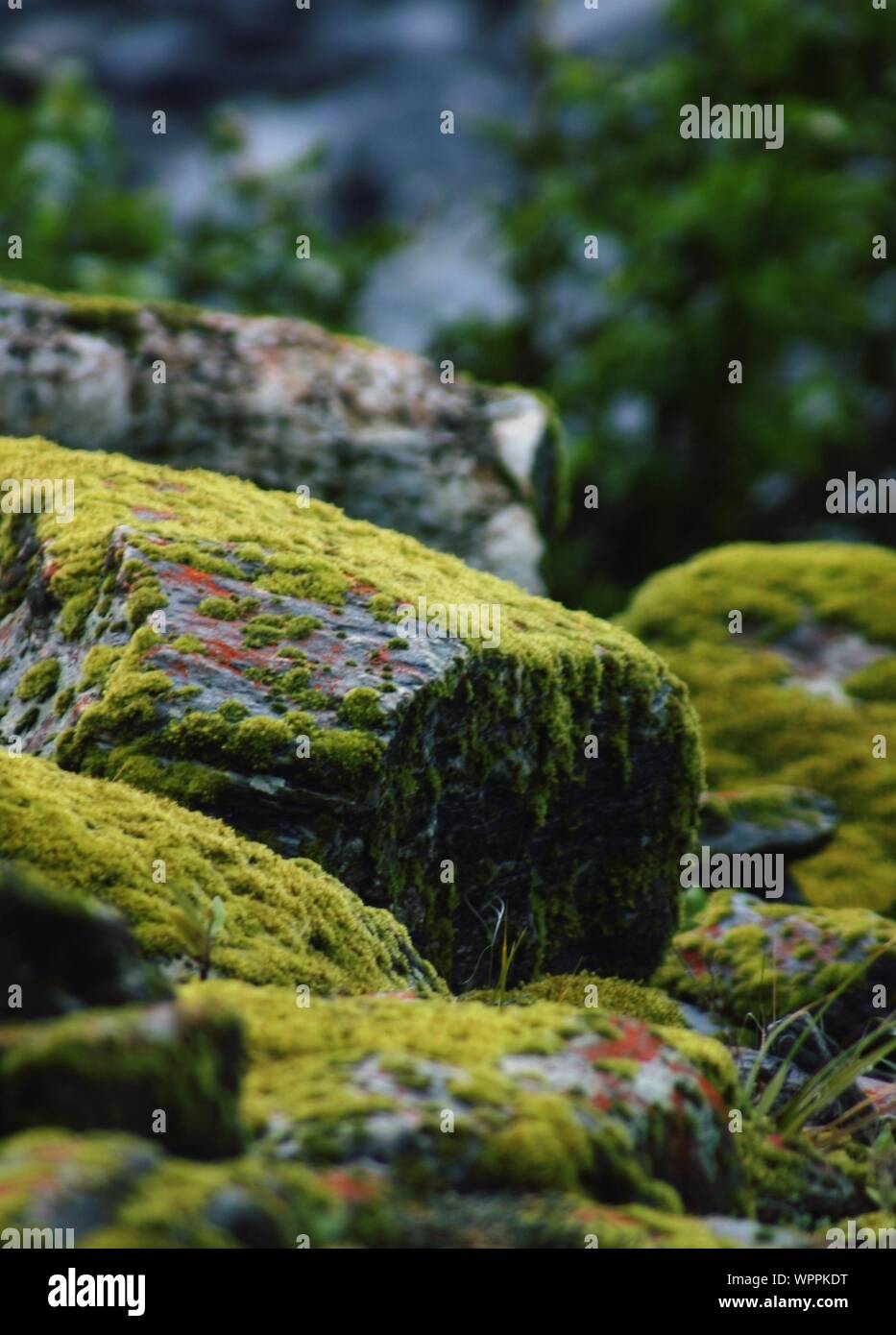 Moss growing on rocks hires stock photography and images Alamy