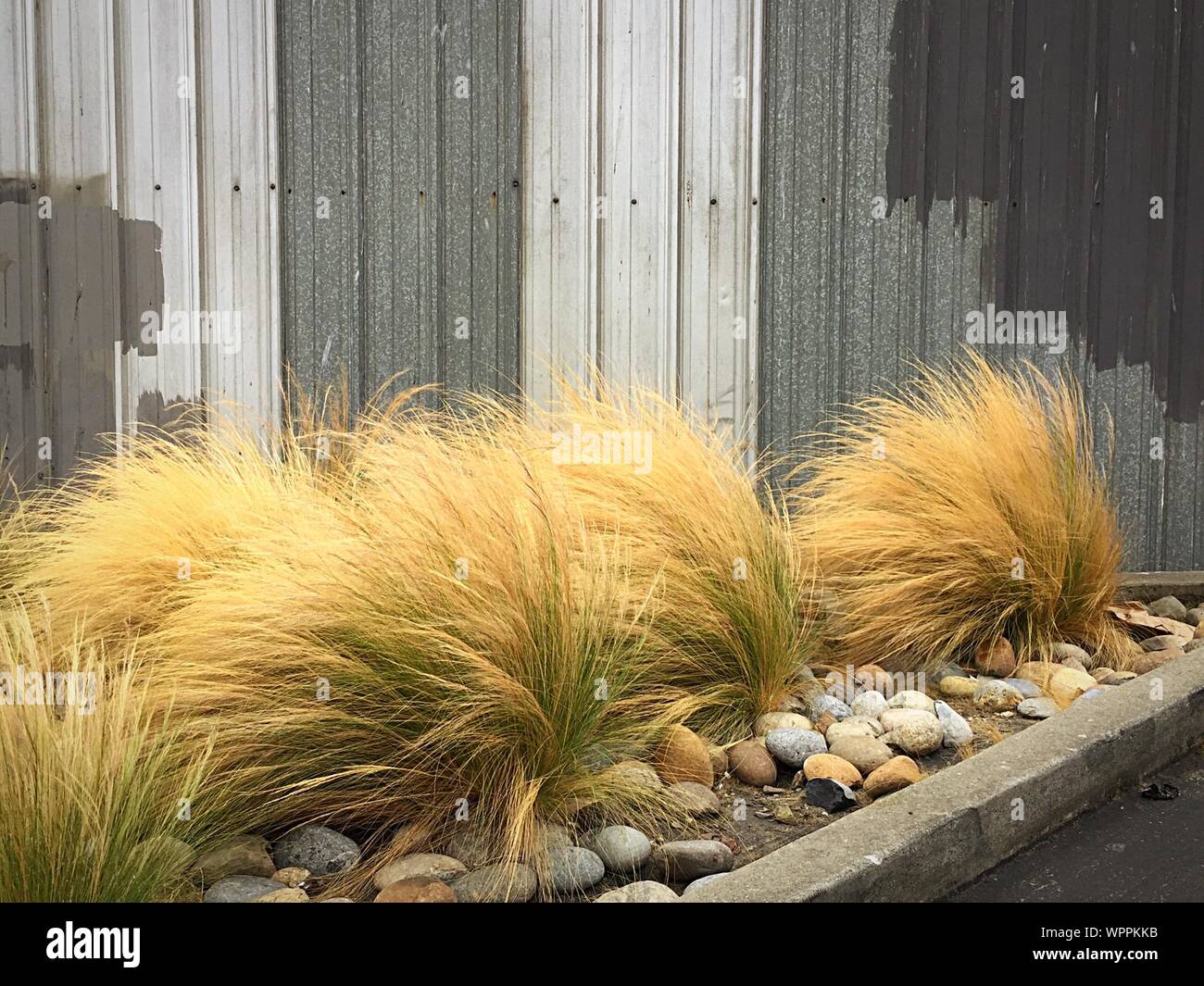 Wall of corrugated iron hires stock photography and images Alamy