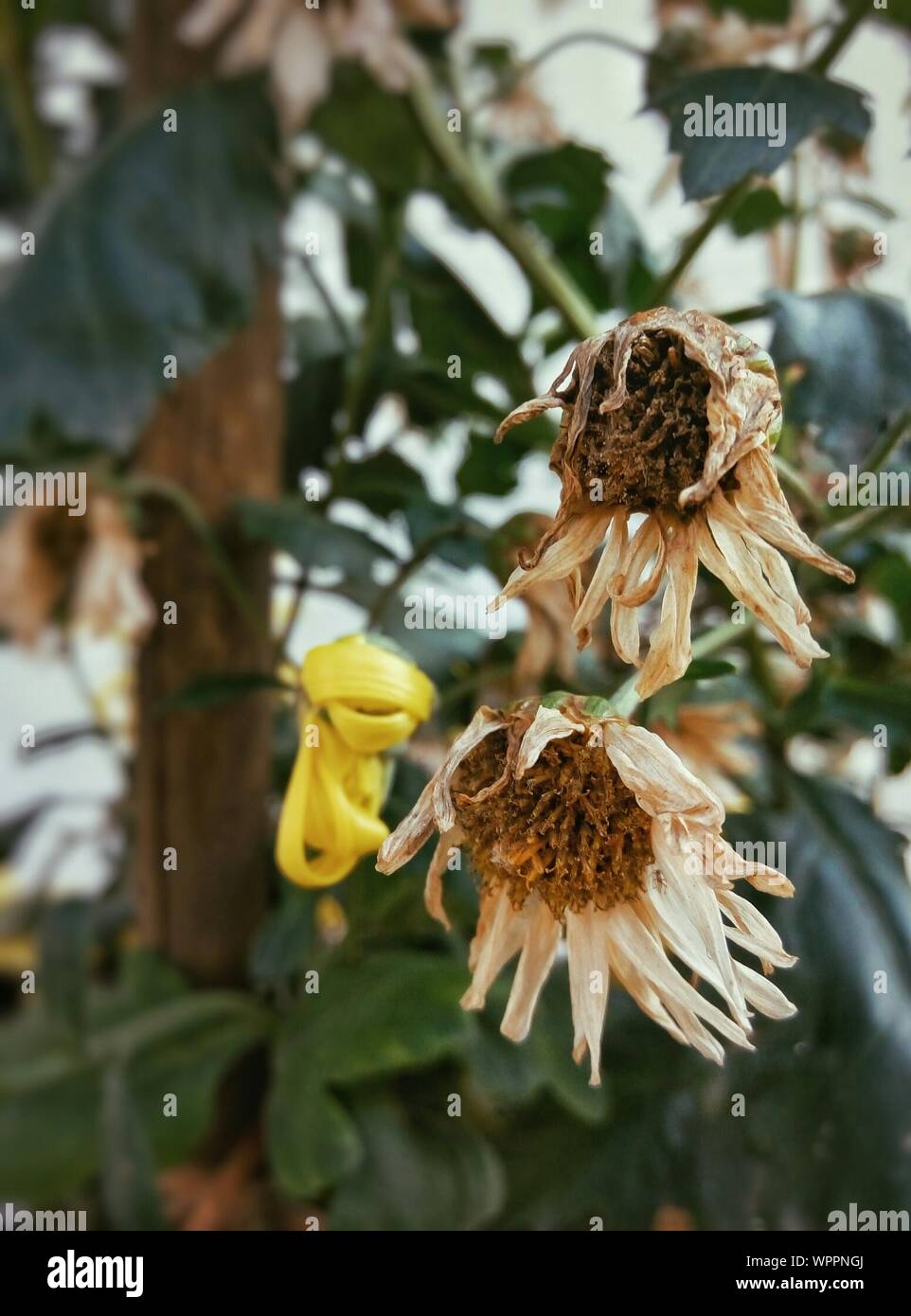 Chrysanthemum Plant Stock Photos & Chrysanthemum Plant Stock Images Alamy