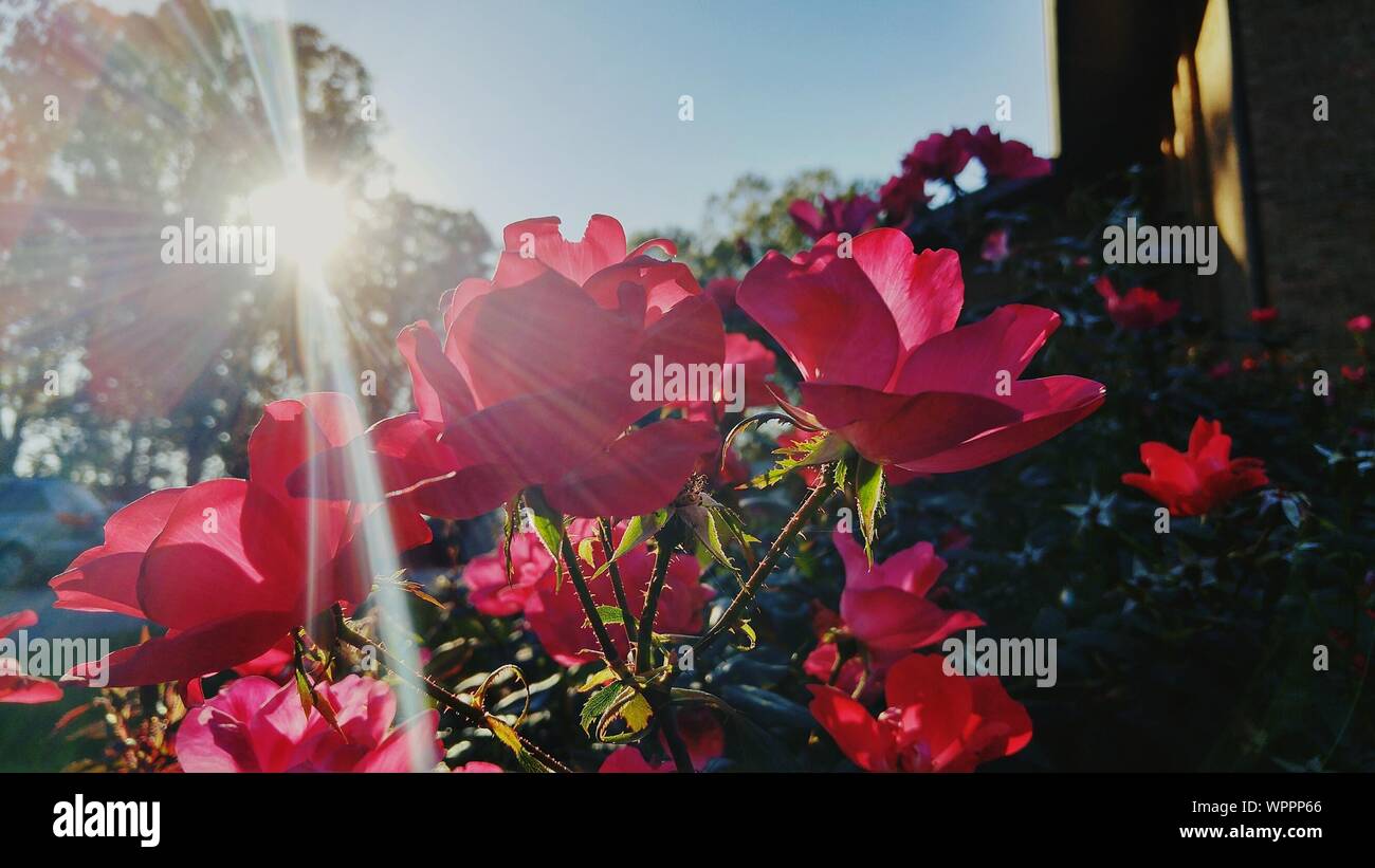 Falling roses hi-res stock photography and images - Alamy
