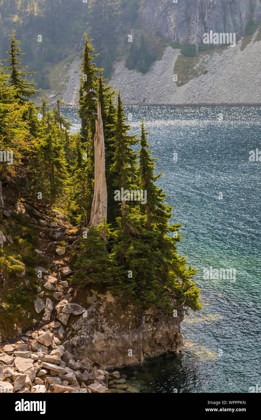 Mountain Hemlocks, Tsuga mertensiana, at edge of Snow Lake, along Snow