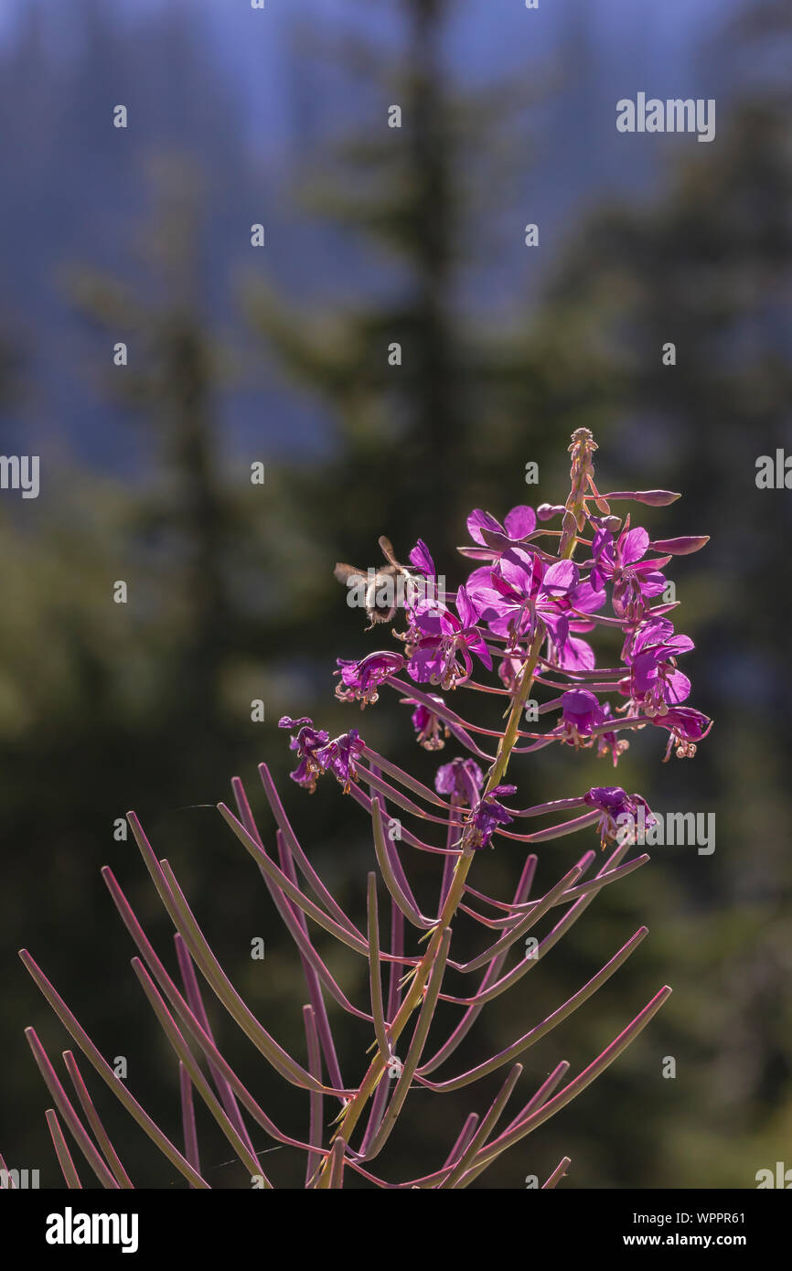 Fireweed, Chamaenerian angustifolium, blooming and attracting bees along Snow Lake Trail leading into the Alpine Lakes Wilderness, Mt. Baker–Snoqualmi Stock Photo