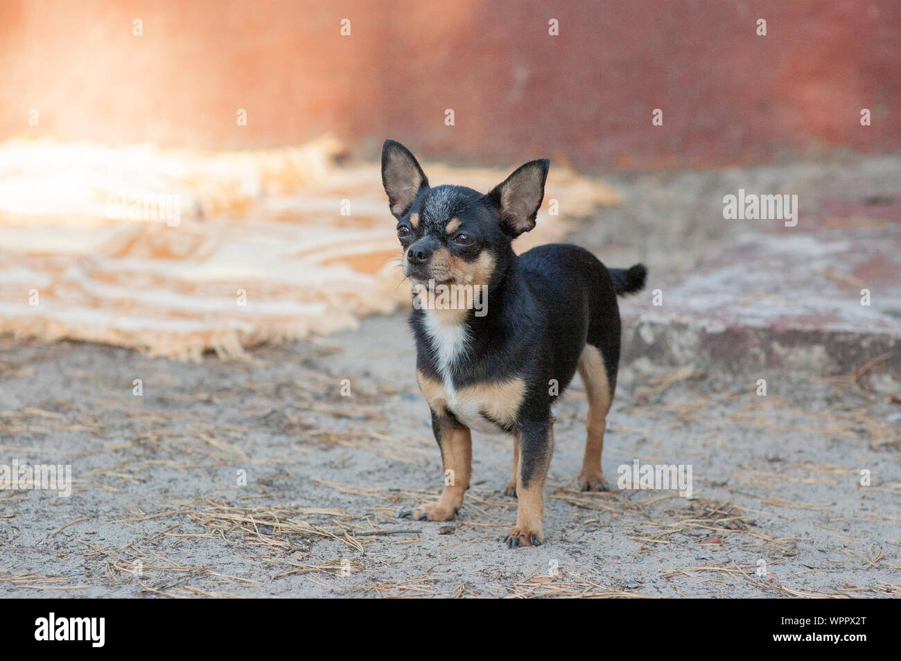 Small Dog Chihuahua Chihuahua Dog On The Sand In The Forest A Series Of Photos With A Small Dog A Pet Black And Brown White Dog For A Walk In The Woo Stock Photo Alamy