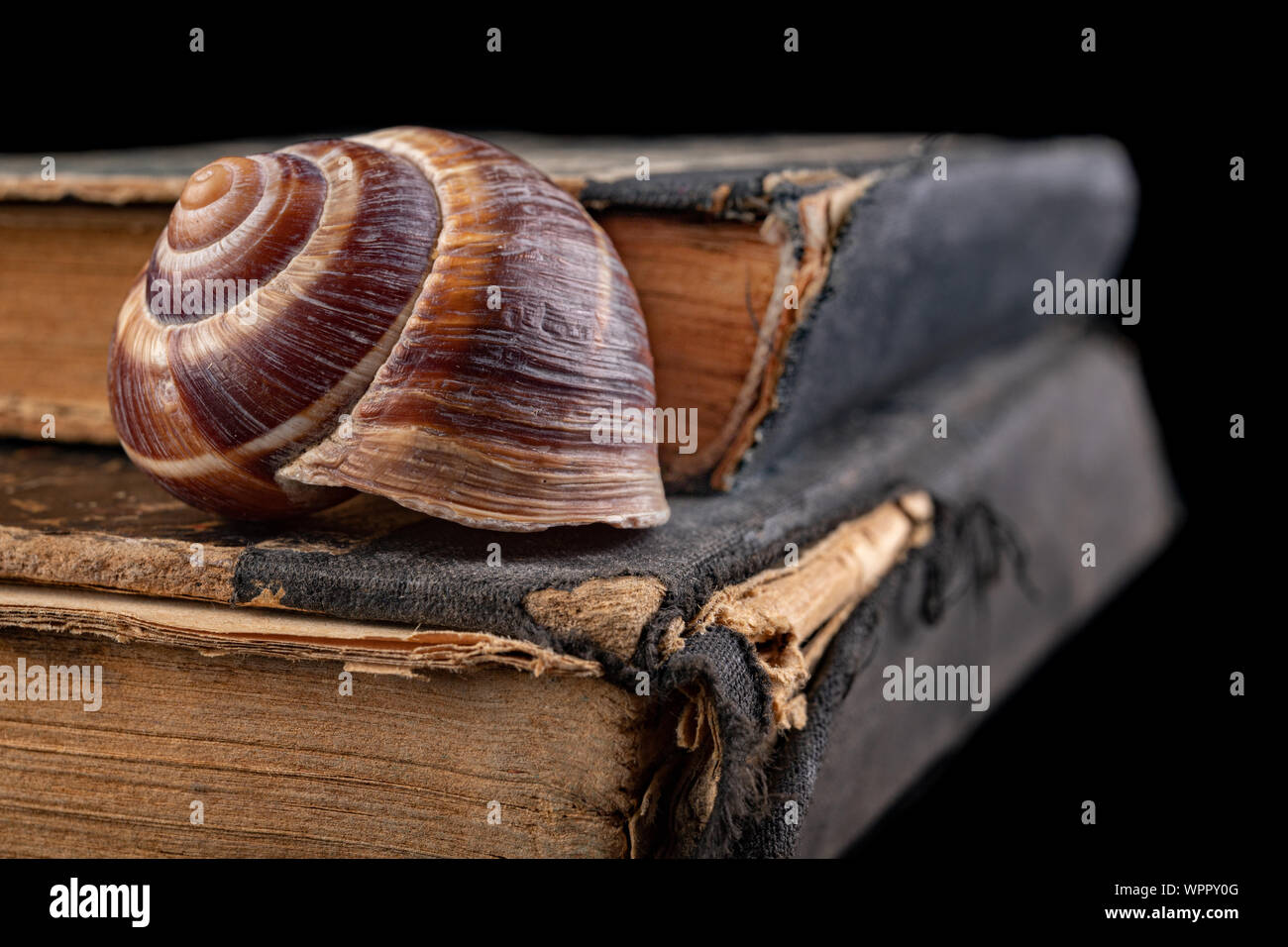 Empty snail shells on an old book. Mollusk shell on the cover of the ...