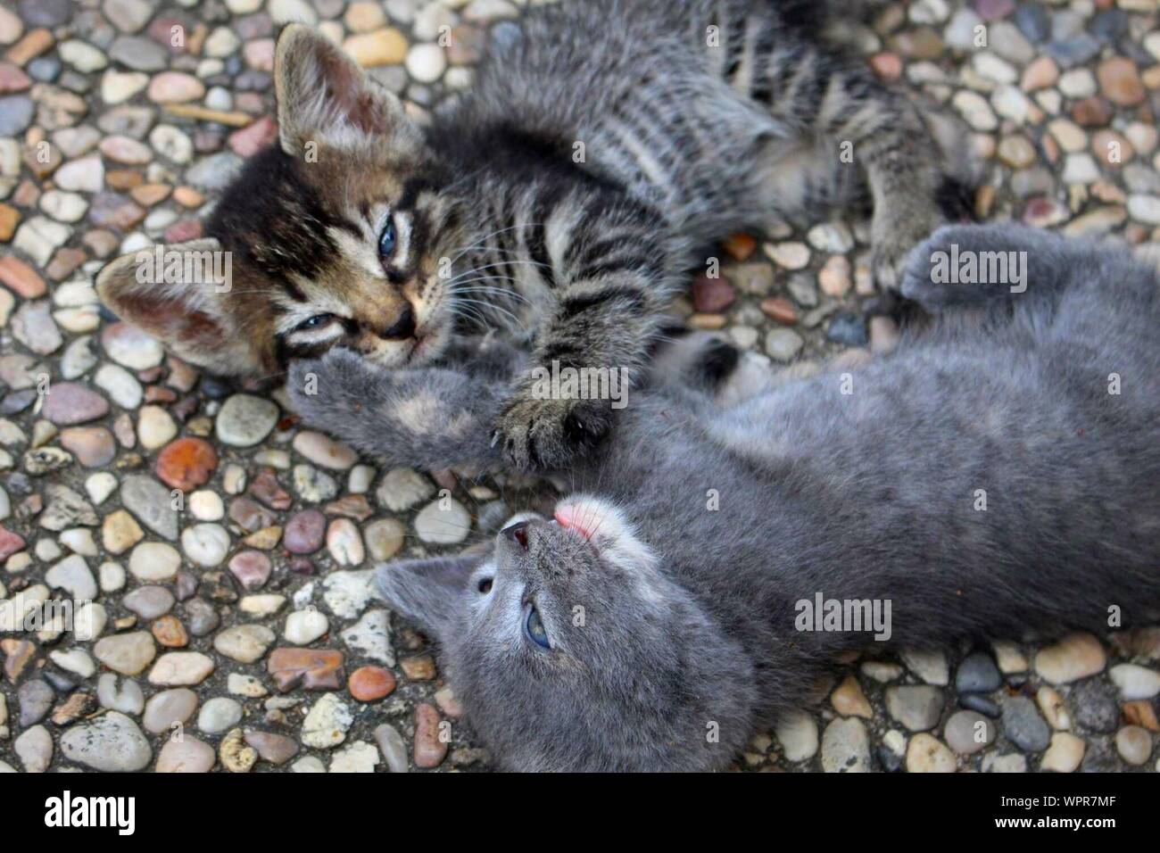 Two Cute Kittens Outdoors Stock Photo