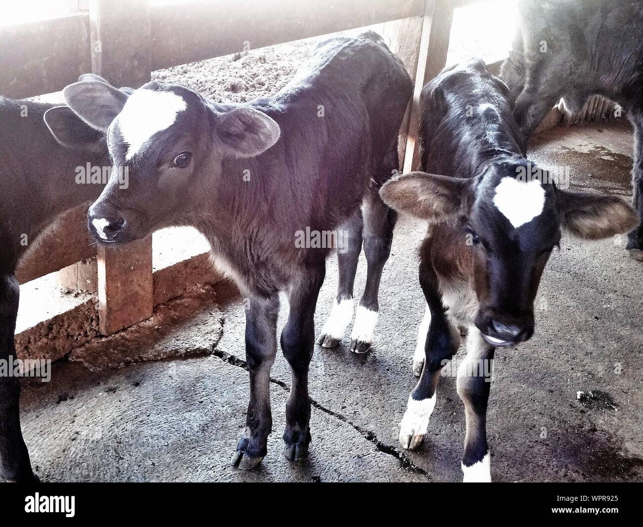 Calves In Animal Pen Stock Photo Alamy