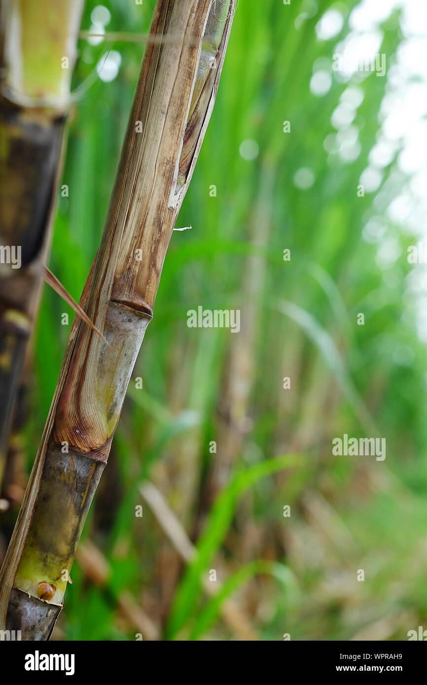 Growing sugar cane hires stock photography and images Alamy