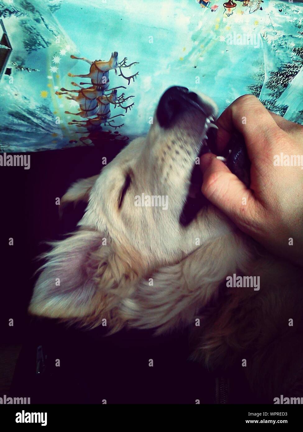 Human Hand In Dog Mouth Stock Photo Alamy