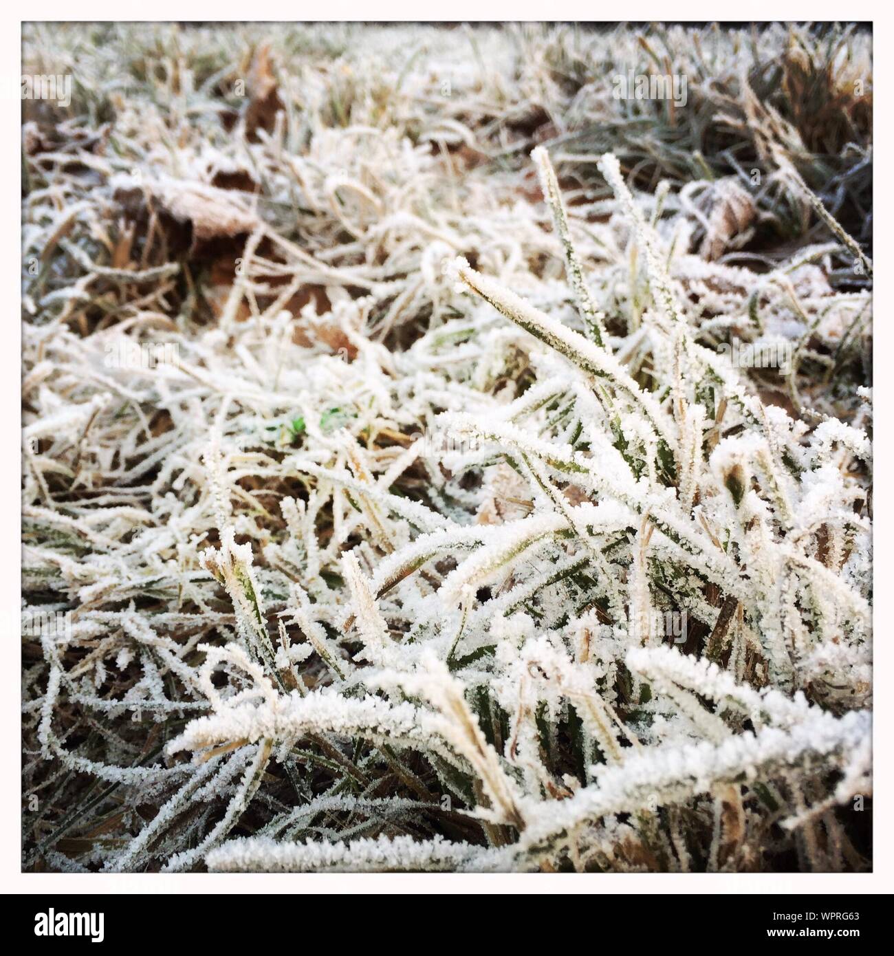 Twig covered in frost hires stock photography and images Alamy
