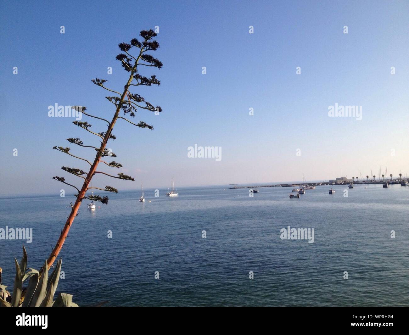 Plant Growing At Sea Side Against Clear Sky Stock Photo