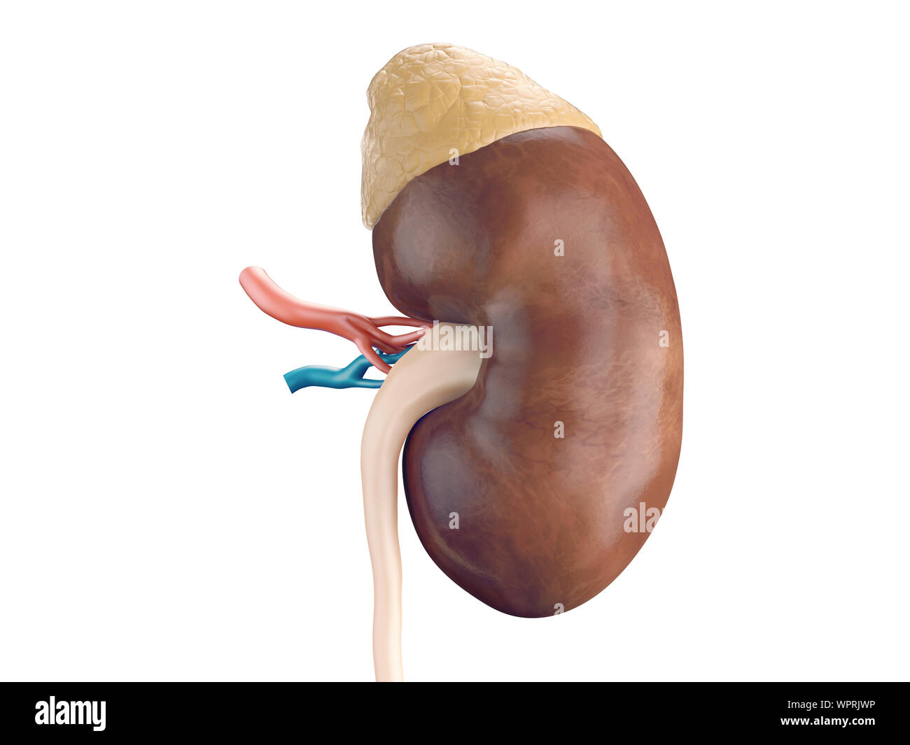 Human kidney anatomy adrenal gland hires stock photography and images Alamy