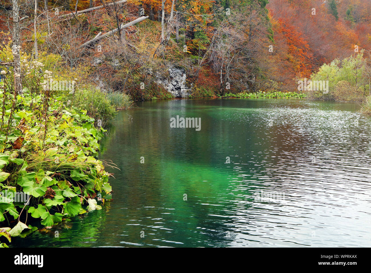 Calm Lake By Plants At Plitvice Lakes National Park Stock Photo