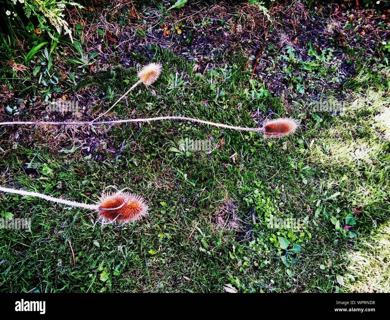 Weeds growing hi-res stock photography and images - Alamy