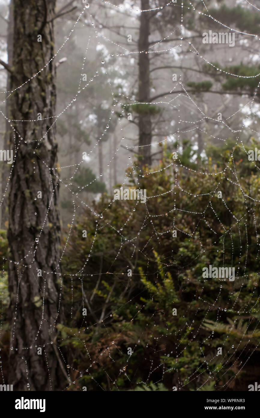 dew on spider web Stock Photo